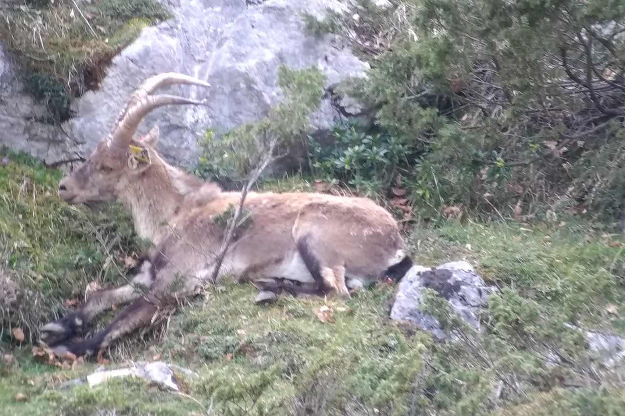 Weekend dans les Pyrénées et randonnée sur les traces du bouquetin et de l'ours brun